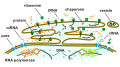 ER grezzo e connessione tra diversi tipi di RNA e RNA