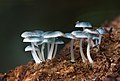 Mycena interrupta, JJ Harrison