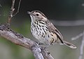 Australasian warblers  (Acanthizidae, cat. ) Picture: Speckled Warbler  (Pyrrholaemus sagittatus, cat. )