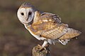 Deutsch: Schleiereulen English: Barn Owls Tytonidae (cat.)