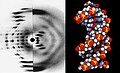 La foto 51 e il modello 3d del DNA