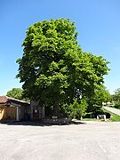 Arbre à l'entrée du village.