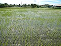 rice fields, at Macabebe.