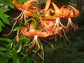 Tiger lily occurs as a garden escapee in Eastern U.S..