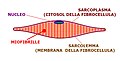 Struttura allungata di una cellula muscolare (fibrocellula