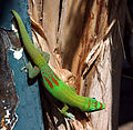 A Gold dust day gecko on a banana plant in Réunion.