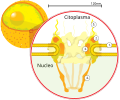 Sezione trasversa di un poro nucleare sulla superficie della membrana nucleare (1). (2) anello esterno del poro, (3) raggi, (4) canestro nucleare, (5) fibrille.