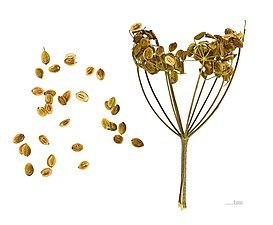 Fruit et graine - MHNT.