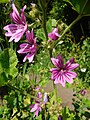 Mallow, Malva sylvestris, by ramp meadow