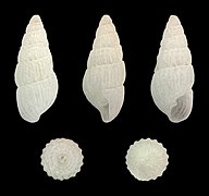 Pyrgulina consimilis