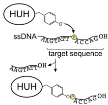 A diagram of HUH endonuclease binding to single-stranded DNA.