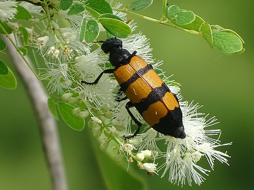 Insectes in Benin Photograph: KOUAGOU Damien