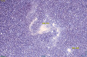 Image illustrative de l’article NGC 1910