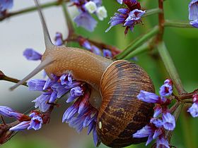 Helix aspersa