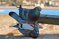 Columba livia