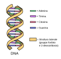 Schema del DNA