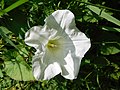 Bindweed, Calystegia sepium, by ramp meadow