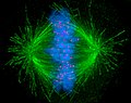 Micrografia che mostra i cromosomi condensati in blu , i cinetocori in rosa e i microtubuli in verde durante la metafase della mitosi