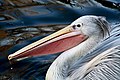 45 Pelecanus rufescens