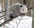 A north American opossum with winter coat