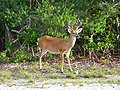 Image 18Key deer in the lower Florida Keys (from Geography of Florida)