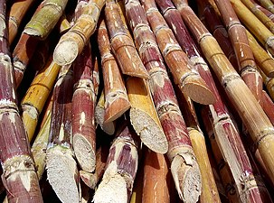 Cut sugarcane