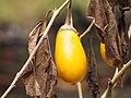 Matured yellow eggplant in Malaysia