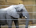 A female African Bush Elephant at the Roger Williams Zoo in Providence.