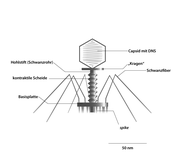 Phage T2 (Straboviridae, Myoviren); Kapsid axial geschnitten