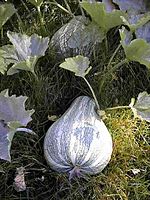 Courge du Mexique en gros plan en forme de gourde, verte avec herbes et feuilles.