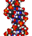 modello 3d del DNA