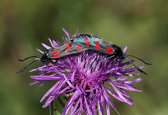 Zygaena filipendulae in the Nature park Almenland (6444), Copula, Styria. Photograph: User:Christian Pirkl