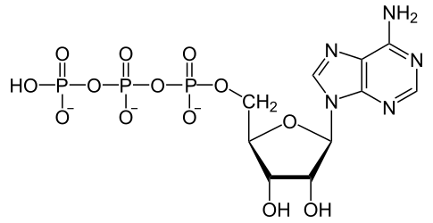 Adenosintriphosphat