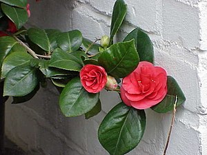 Blad på Camelia japonica.