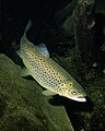 Salmo trutta