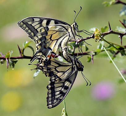 Papilio machaon in the Nature park Almenland (6444), Copula, Styria. Photograph: User:Christian Pirkl