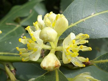 Fleurs mâles