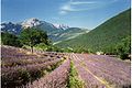 Drôme provençale