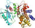 Struttura della proteina terziaria glucokinasi (un enzima)