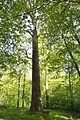 The Šaravai Oak Tree