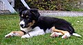 Border collie puppy with black mask, tan points, and white markings. On the front portion of the muzzle, the points on the cheeks are partially "covered up", or inhibited in expression, by the mask.