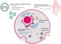 Schema semplificato del sistema di endomembrane