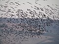 En vuelo en el valle de ha-Hula, Israel