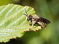 53 Anthidium sp.