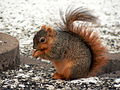 Fox squirrel.jpg