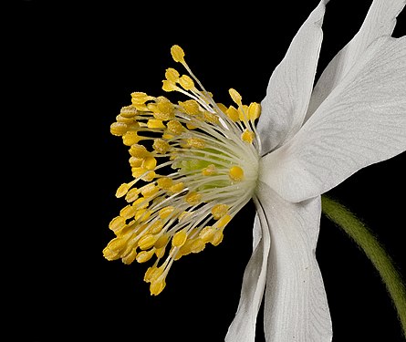 DETAIL: Centre of a flower of Anemone nemorosa, the wood anemone, as seen from the side. (Nature park Rhein-Taunus, Hesse. Daylight LED lamp, black cardboard as background.) Photograph: Johannes Robalotoff