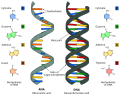 Differenza tra DNA e RNA