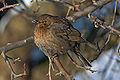 16 - Female blackbird