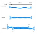 Struttura del tetramero che compone i filamenti intermedi