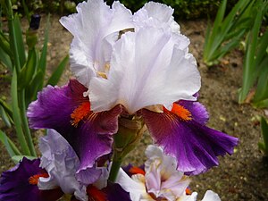 Iris 'Sharpshooter' in the Real Jardín Botánico de Madrid, Spain